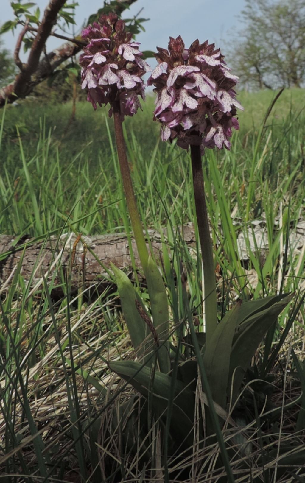 Orchis purpurea